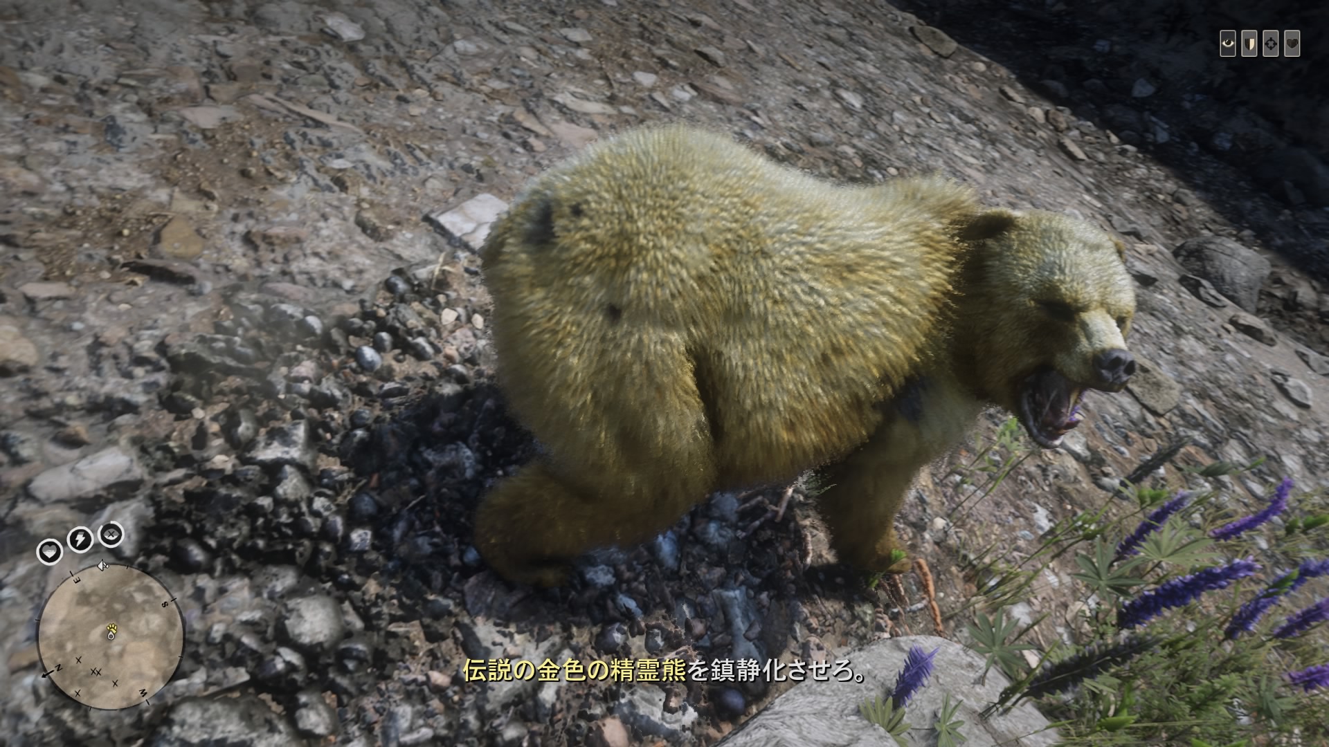 Legendary Golden Spirt Bear RED DEAD REDEMPTION 2 情報&攻略 wiki RDR2 atwiki（アットウィキ）